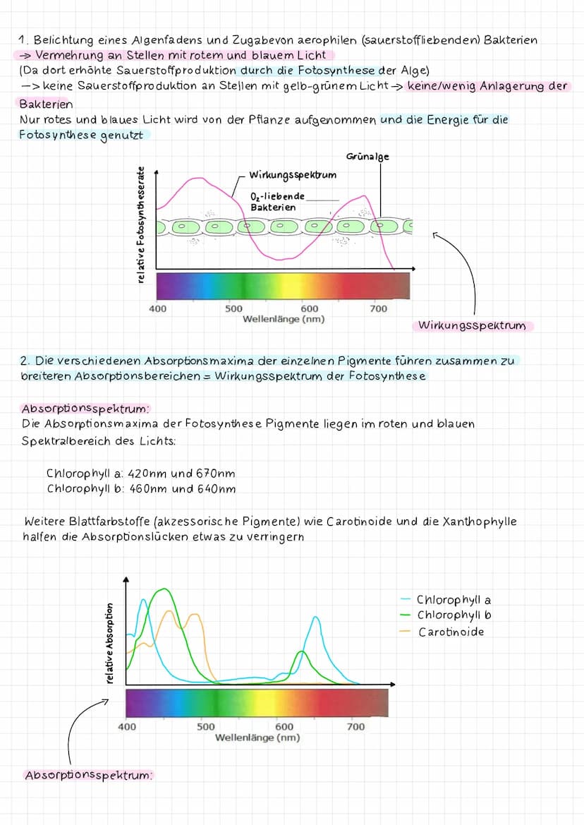 <h2 id="abhngigkeitderfotosynthesevonauenfaktoren">Abhängigkeit der Fotosynthese von Außenfaktoren</h2>
<h3 id="abhngigkeitvonderlichtintens