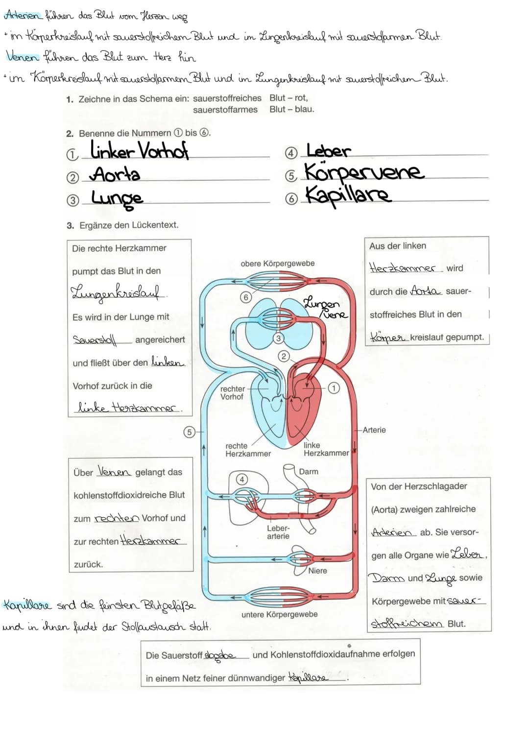 Arterien führen das Blut vom Herzen weg
+ im Körperkreislauf mit sauerstoffreichem Blut und im Lungenkreislauf mit sauerstoffarmen Blut.
Ven