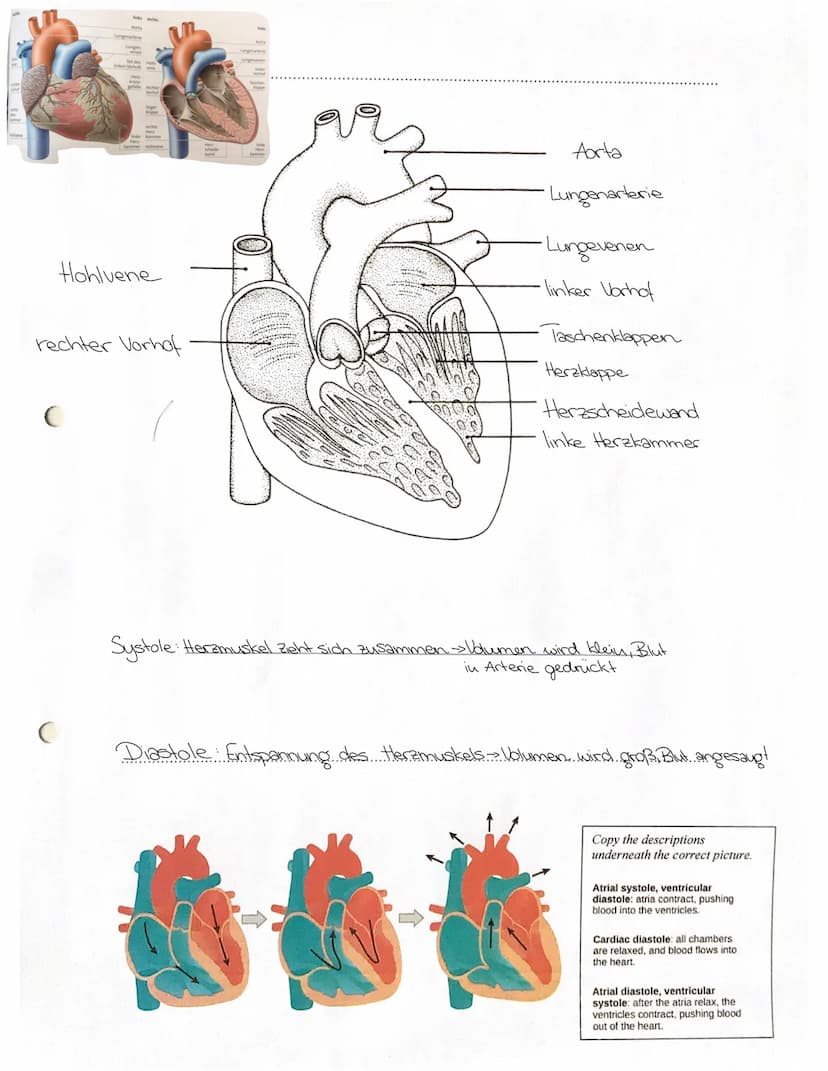 Arterien führen das Blut vom Herzen weg
+ im Körperkreislauf mit sauerstoffreichem Blut und im Lungenkreislauf mit sauerstoffarmen Blut.
Ven
