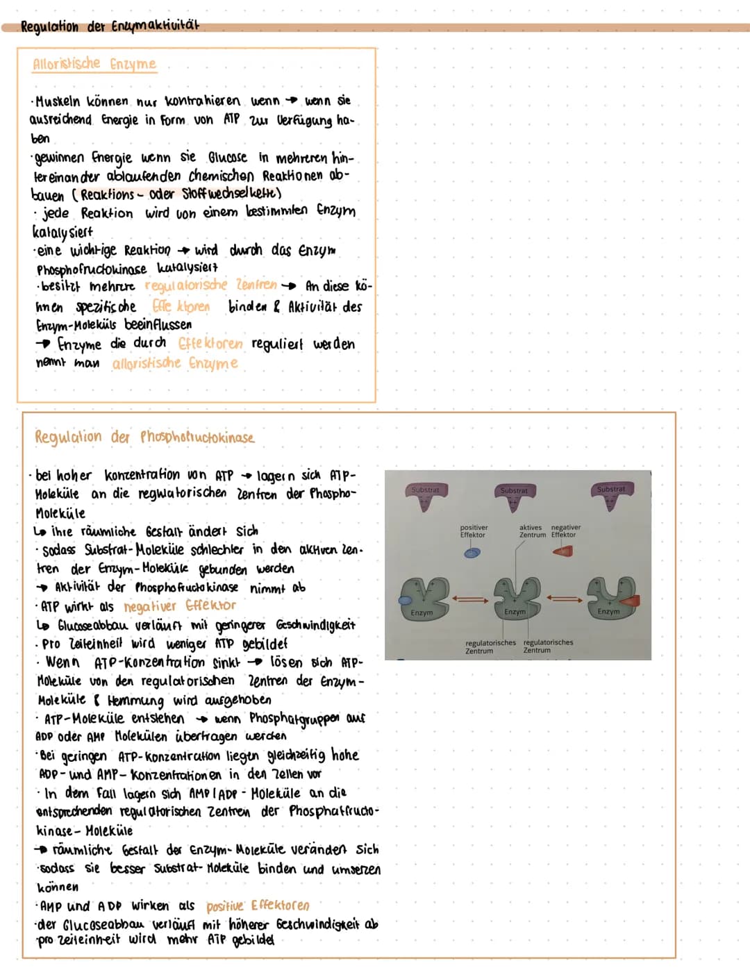 ENZYME
Was sind Enzyme?
• Enzyme sind komplexe Moleküle (meist Proteine), die Stoffwechsel vorgänge im körper katalysieren. (also.
beschleun