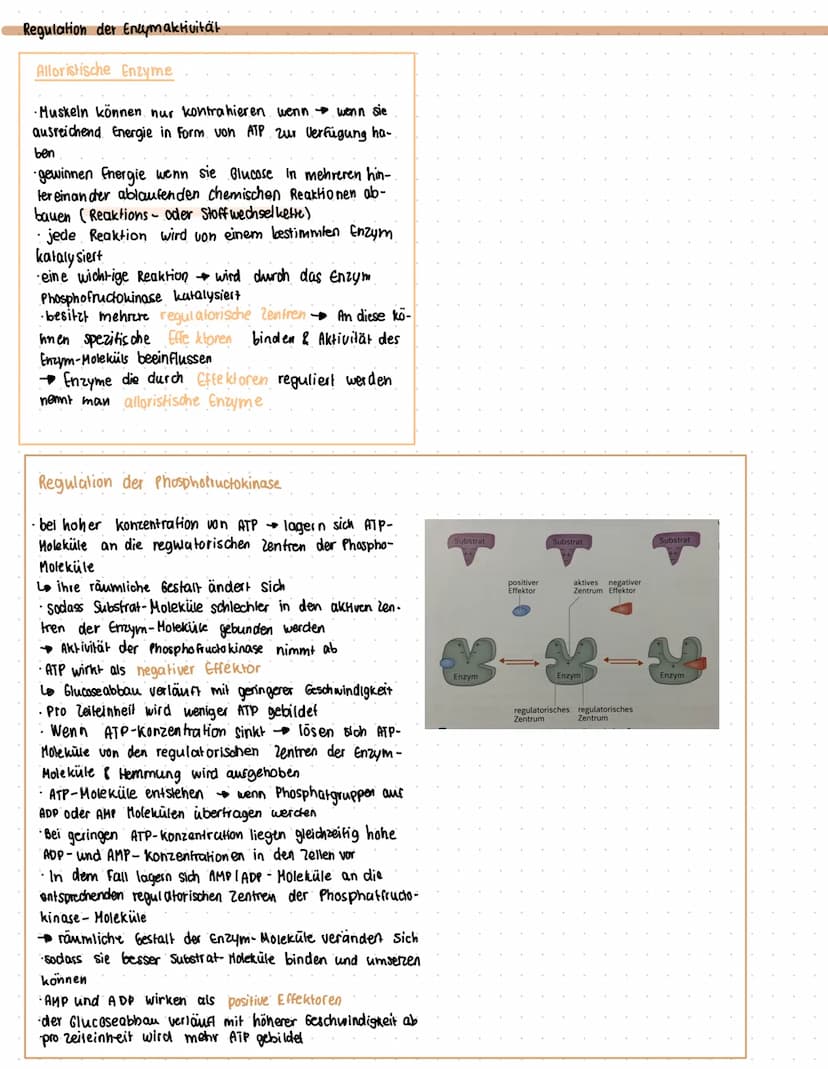 ENZYME
Was sind Enzyme?
• Enzyme sind komplexe Moleküle (meist Proteine), die Stoffwechsel vorgänge im körper katalysieren. (also.
beschleun