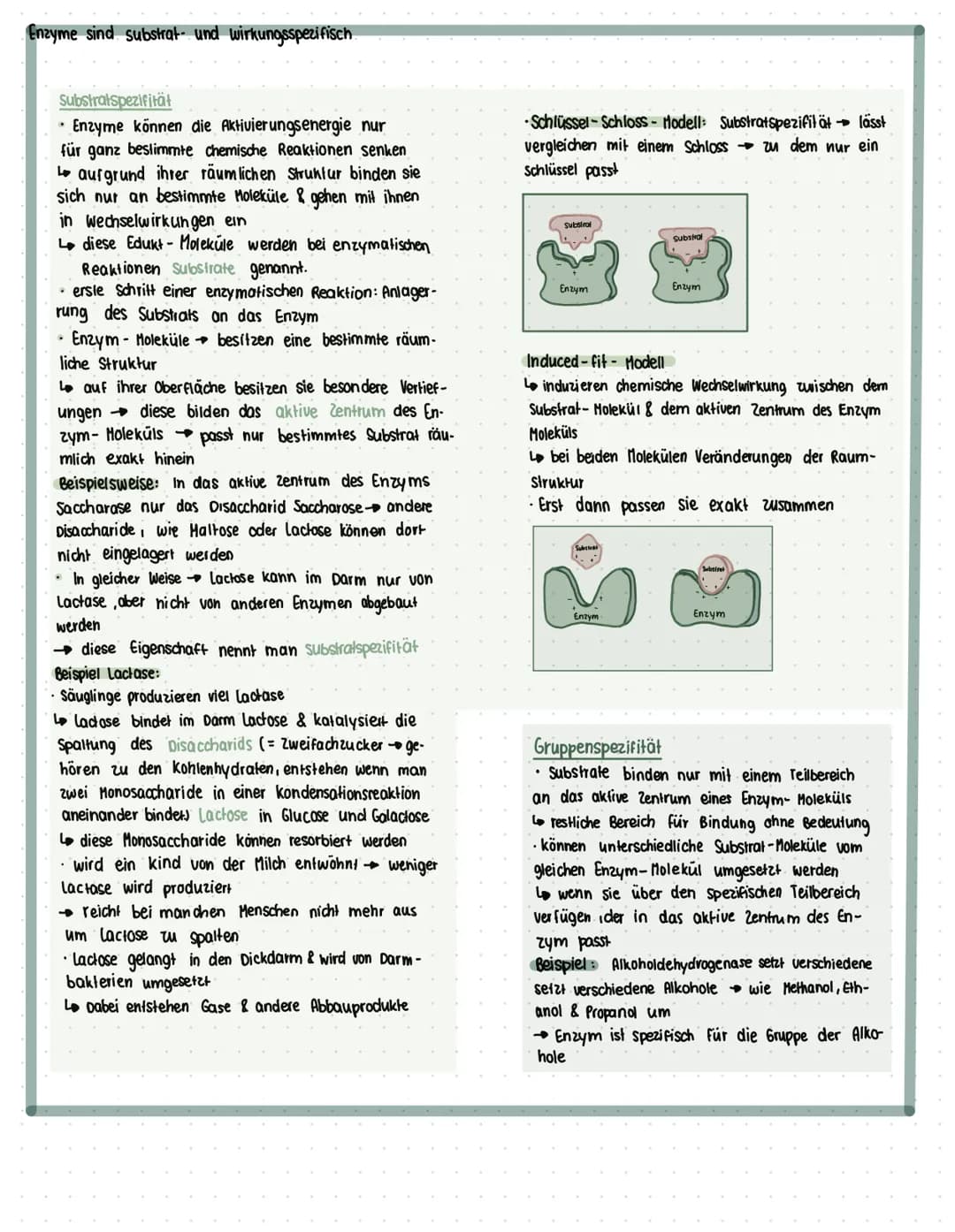 ENZYME
Was sind Enzyme?
• Enzyme sind komplexe Moleküle (meist Proteine), die Stoffwechsel vorgänge im körper katalysieren. (also.
beschleun