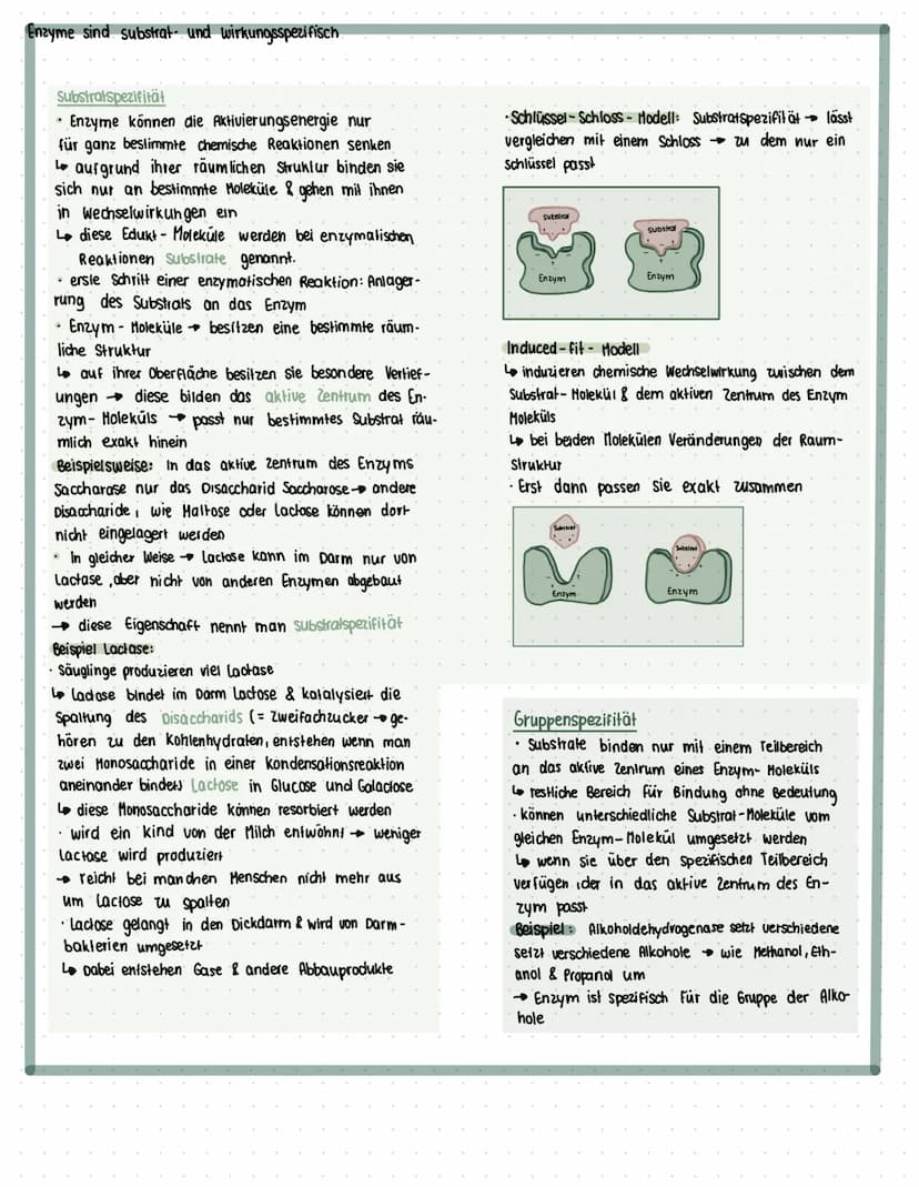 ENZYME
Was sind Enzyme?
• Enzyme sind komplexe Moleküle (meist Proteine), die Stoffwechsel vorgänge im körper katalysieren. (also.
beschleun