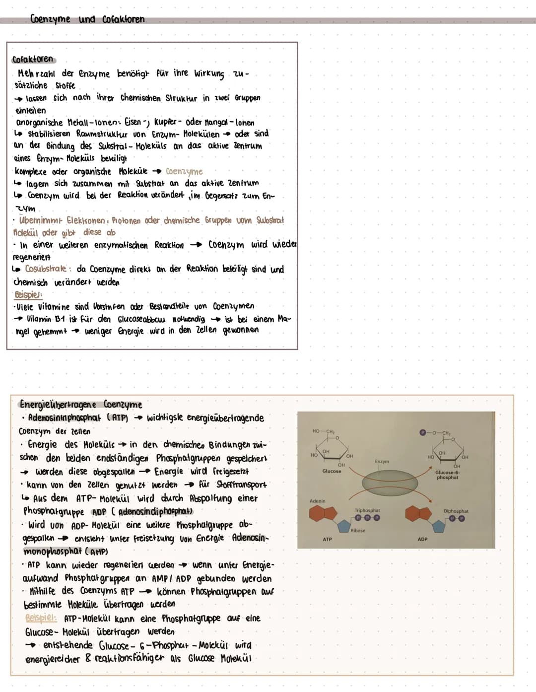 ENZYME
Was sind Enzyme?
• Enzyme sind komplexe Moleküle (meist Proteine), die Stoffwechsel vorgänge im körper katalysieren. (also.
beschleun