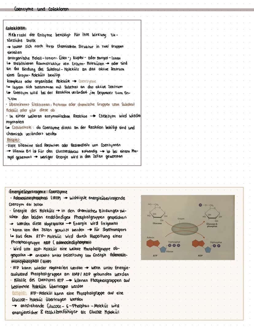 ENZYME
Was sind Enzyme?
• Enzyme sind komplexe Moleküle (meist Proteine), die Stoffwechsel vorgänge im körper katalysieren. (also.
beschleun