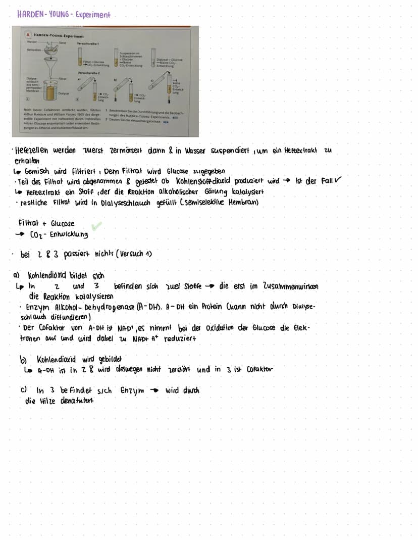ENZYME
Was sind Enzyme?
• Enzyme sind komplexe Moleküle (meist Proteine), die Stoffwechsel vorgänge im körper katalysieren. (also.
beschleun