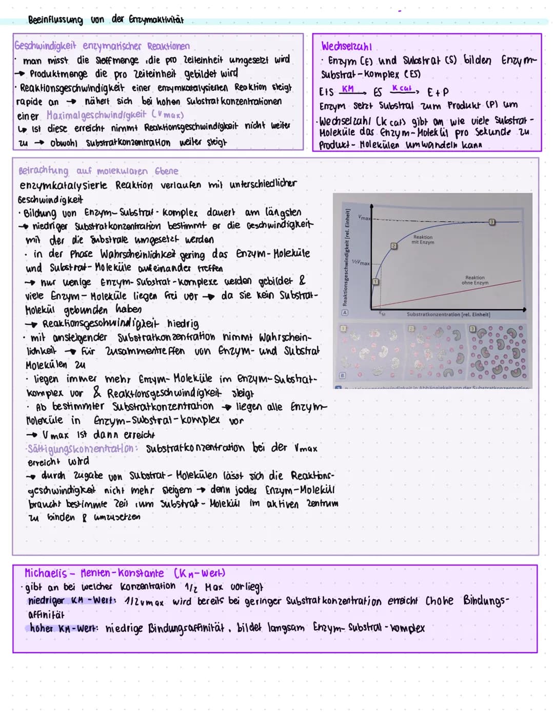 ENZYME
Was sind Enzyme?
• Enzyme sind komplexe Moleküle (meist Proteine), die Stoffwechsel vorgänge im körper katalysieren. (also.
beschleun