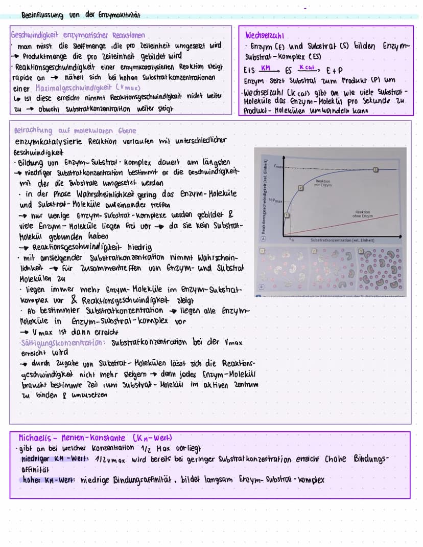 ENZYME
Was sind Enzyme?
• Enzyme sind komplexe Moleküle (meist Proteine), die Stoffwechsel vorgänge im körper katalysieren. (also.
beschleun