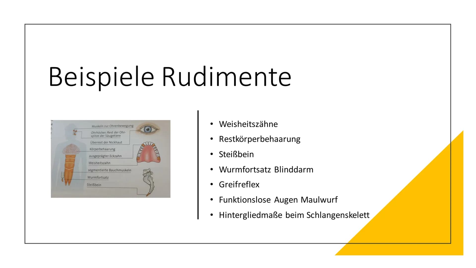 Atavismen und
Rudimente Inhaltsverzeichnis
●
• 2. Rudimente (Organrudimente)
2.1 Definiton Rudimente
1. Atavismus
1.1 Defintion Atavismus
1.