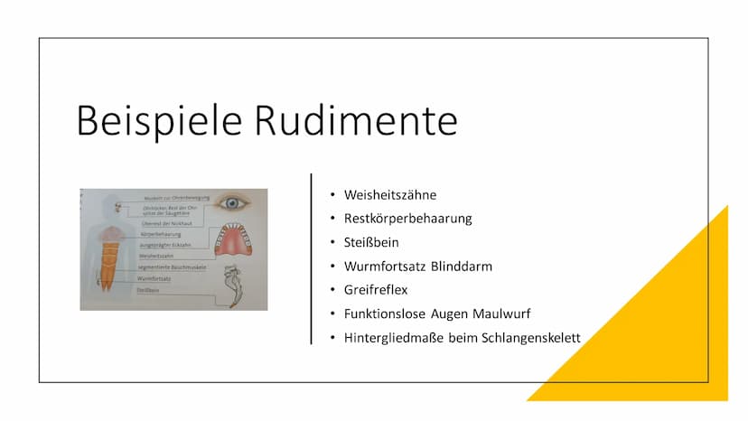 Atavismen und
Rudimente Inhaltsverzeichnis
●
• 2. Rudimente (Organrudimente)
2.1 Definiton Rudimente
1. Atavismus
1.1 Defintion Atavismus
1.