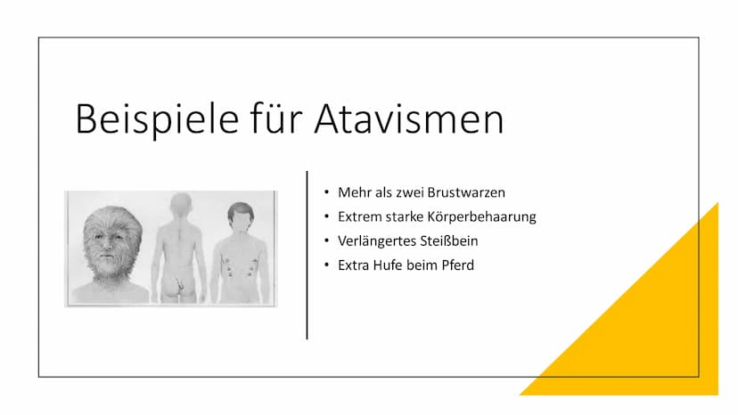 Atavismen und
Rudimente Inhaltsverzeichnis
●
• 2. Rudimente (Organrudimente)
2.1 Definiton Rudimente
1. Atavismus
1.1 Defintion Atavismus
1.