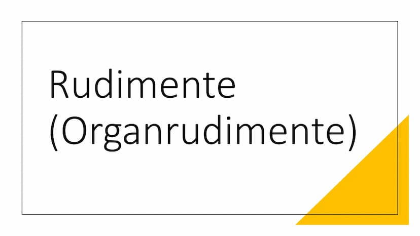 Atavismen und
Rudimente Inhaltsverzeichnis
●
• 2. Rudimente (Organrudimente)
2.1 Definiton Rudimente
1. Atavismus
1.1 Defintion Atavismus
1.