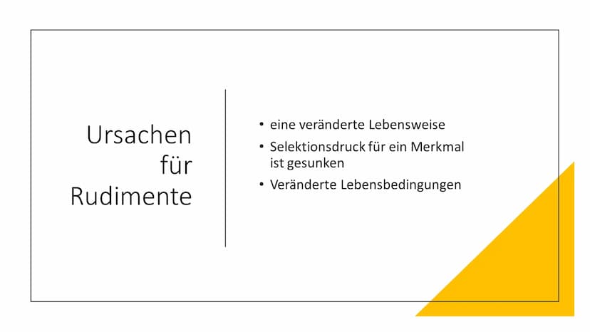 Atavismen und
Rudimente Inhaltsverzeichnis
●
• 2. Rudimente (Organrudimente)
2.1 Definiton Rudimente
1. Atavismus
1.1 Defintion Atavismus
1.