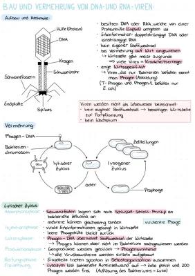 Know Bau und Vermehrung von DNA- und RNA-Viren thumbnail