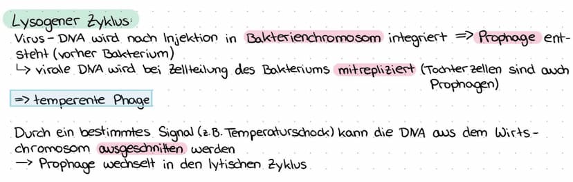 BAU UND VERMEHRUNG VON DNA-UND RNA-VIREN
Aufbau und Merkmale:
Schwanzfasern.
Endplatte
Vermehrung:
Phagen - DNA
Bakterien -
chromosom
Hülle 