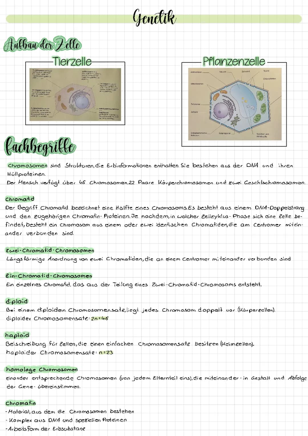 Genetik 