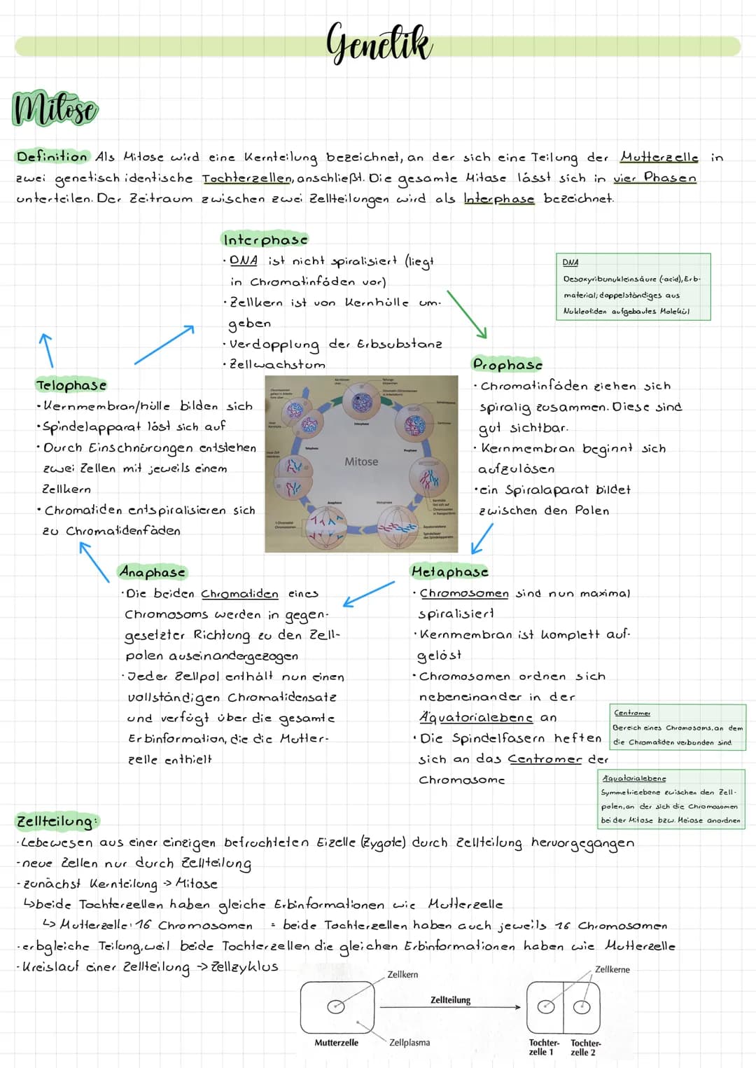 Aufbau der Felle
die Zelle. Durch diese Mem
and Zeug
Dasma de
delauto
Stoffwech
Die Mitochondrien sind die
Na
sie Energie für die Ze
Tierzel