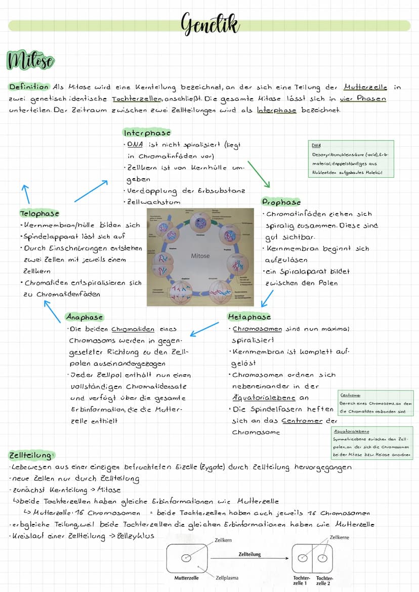 Aufbau der Felle
die Zelle. Durch diese Mem
and Zeug
Dasma de
delauto
Stoffwech
Die Mitochondrien sind die
Na
sie Energie für die Ze
Tierzel