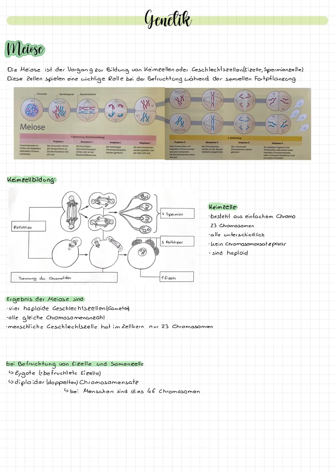 Aufbau der Felle
die Zelle. Durch diese Mem
and Zeug
Dasma de
delauto
Stoffwech
Die Mitochondrien sind die
Na
sie Energie für die Ze
Tierzel