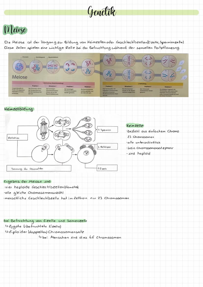 Aufbau der Felle
die Zelle. Durch diese Mem
and Zeug
Dasma de
delauto
Stoffwech
Die Mitochondrien sind die
Na
sie Energie für die Ze
Tierzel