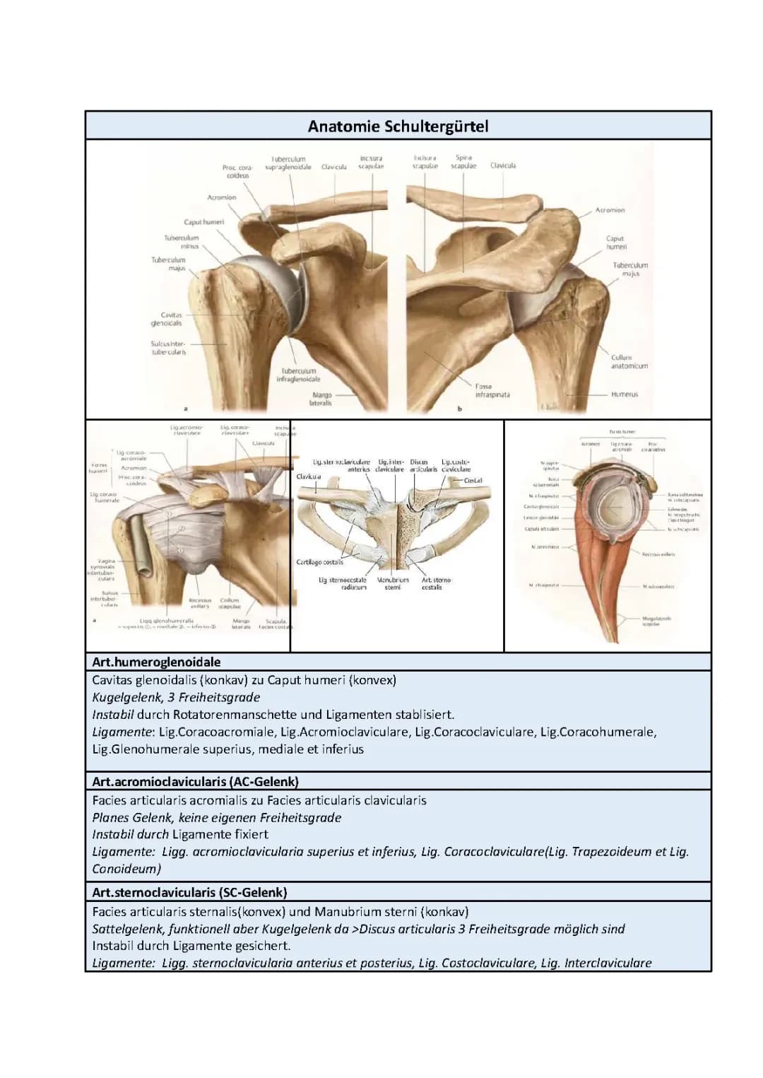 Anatomie Muskeln