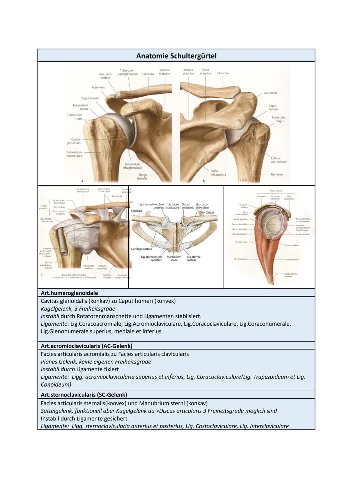 Fornix
humeri
Lig coraco
acromiale
Vagina
synovialis
intertuber-
Acromion
Proc.cora
coideus
Lig. coraco-
humerale
Sulcus
intertuber-
cularis