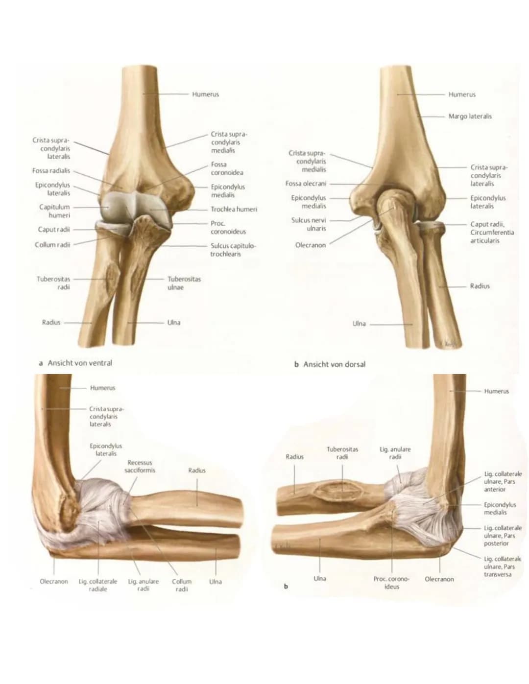 Fornix
humeri
Lig coraco
acromiale
Vagina
synovialis
intertuber-
Acromion
Proc.cora
coideus
Lig. coraco-
humerale
Sulcus
intertuber-
cularis