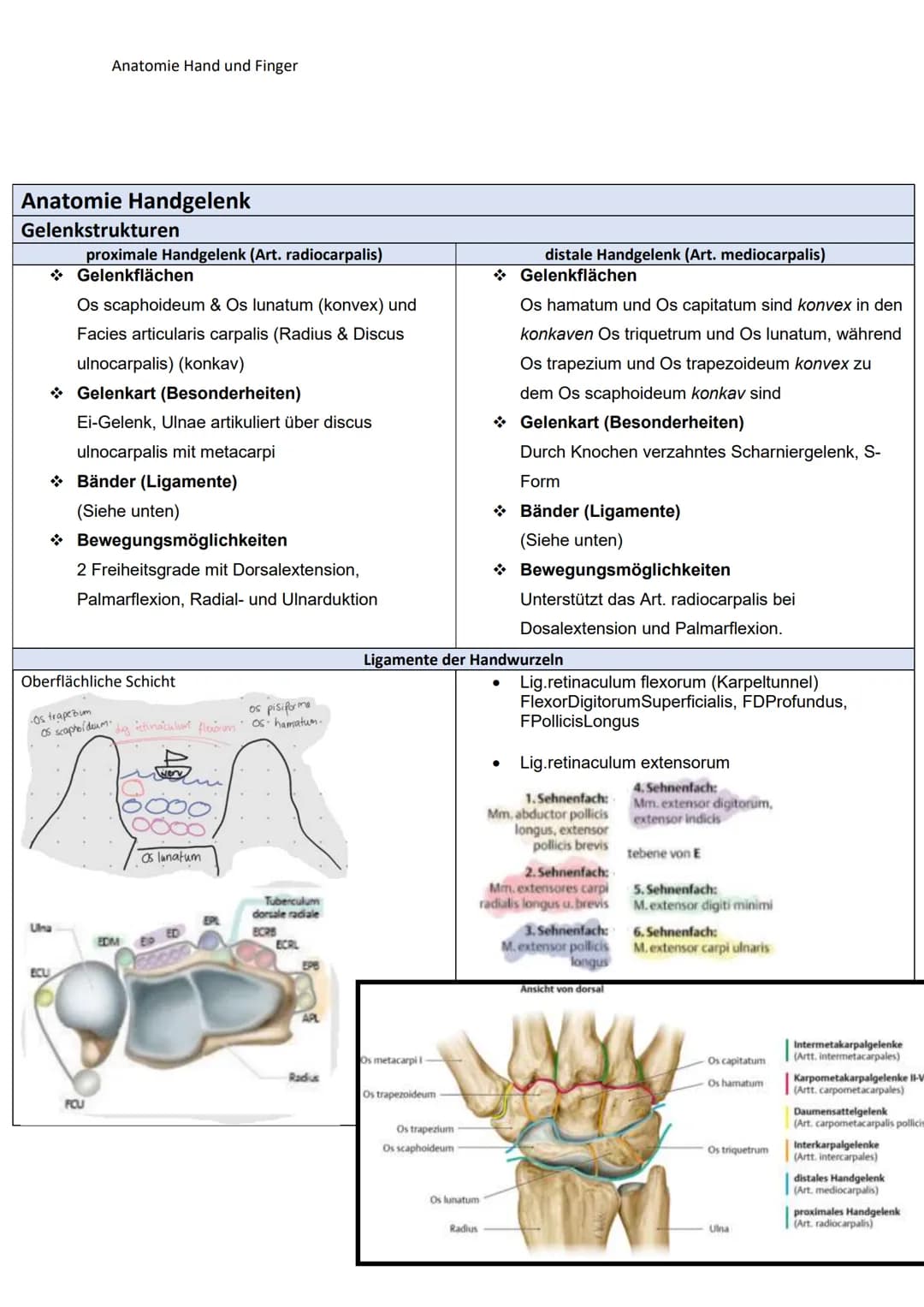 Fornix
humeri
Lig coraco
acromiale
Vagina
synovialis
intertuber-
Acromion
Proc.cora
coideus
Lig. coraco-
humerale
Sulcus
intertuber-
cularis
