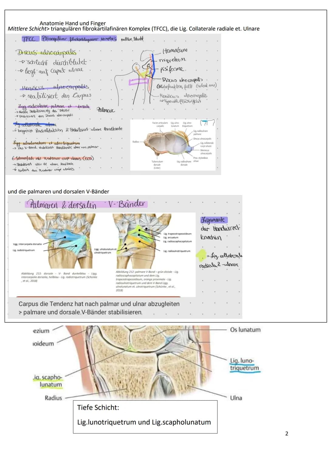 Fornix
humeri
Lig coraco
acromiale
Vagina
synovialis
intertuber-
Acromion
Proc.cora
coideus
Lig. coraco-
humerale
Sulcus
intertuber-
cularis
