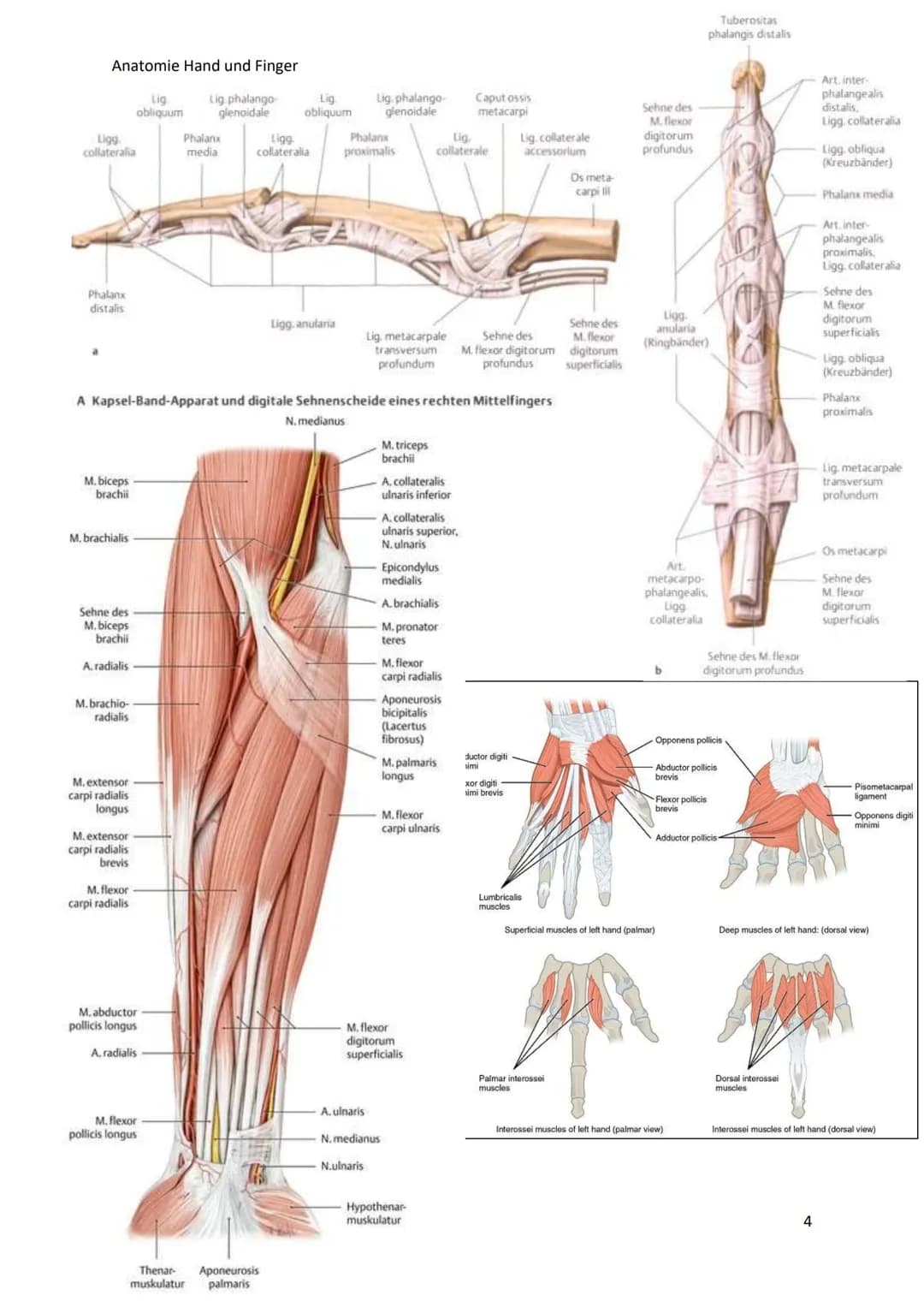 Fornix
humeri
Lig coraco
acromiale
Vagina
synovialis
intertuber-
Acromion
Proc.cora
coideus
Lig. coraco-
humerale
Sulcus
intertuber-
cularis