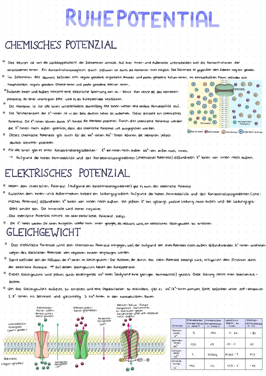 Ruhepotential und Aktionspotenzial 