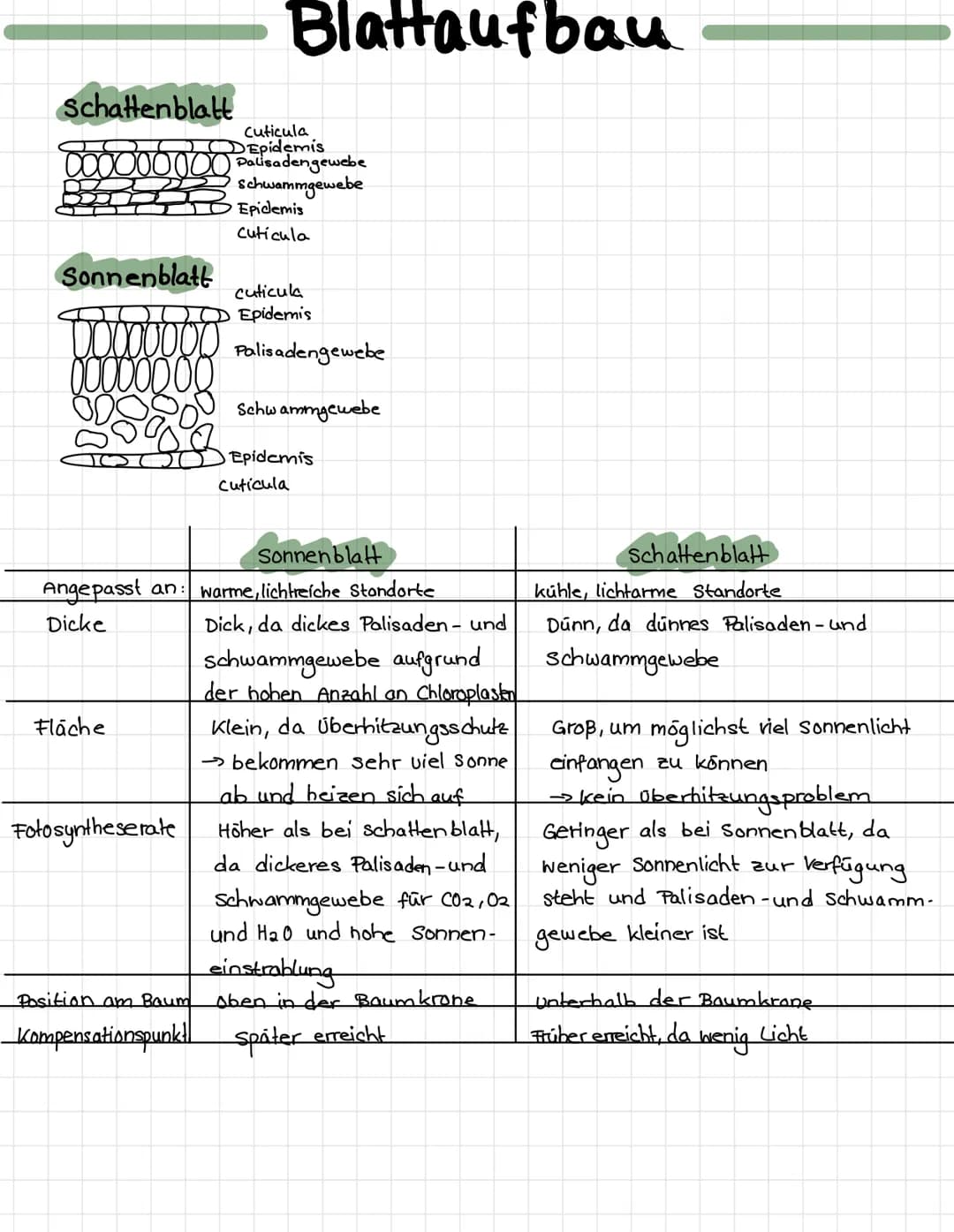 Schattenblatt
cuticula
Epidemis
000000000 Palisadengewebe
Schwammgewebe
Sonnenblatt
SC
Angepasst an:
Dicke
Fläche
Fotosyntheserate
Blattaufb