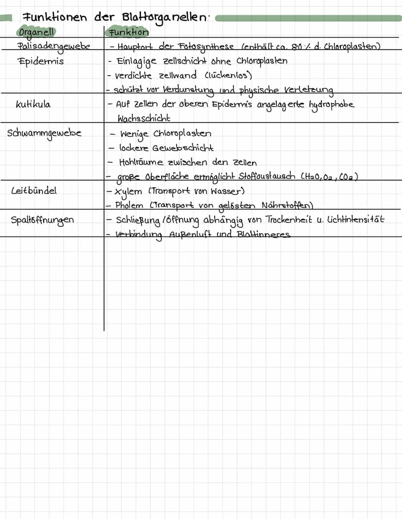 Schattenblatt
cuticula
Epidemis
000000000 Palisadengewebe
Schwammgewebe
Sonnenblatt
SC
Angepasst an:
Dicke
Fläche
Fotosyntheserate
Blattaufb