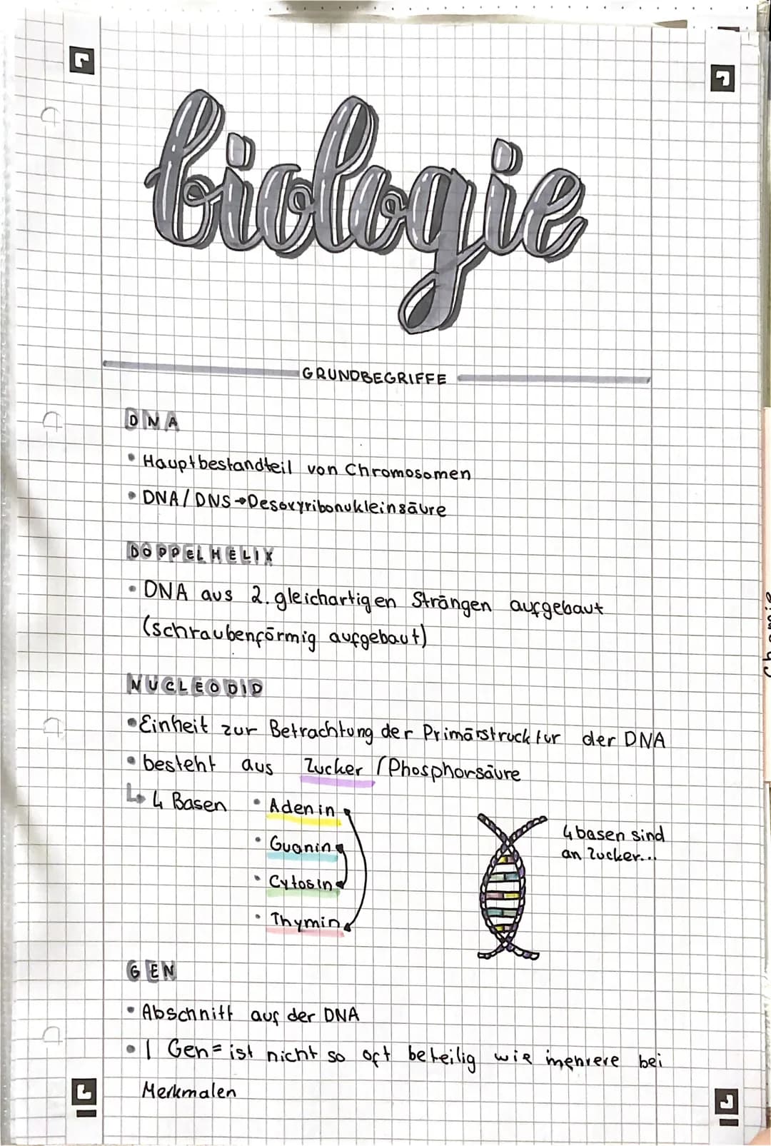 7
=
biologic
ΟΝΑ
GRUNDBEGRIFFE
Hauptbestandteil von Chromosomen
DNA/DNS-Desoxyribonukleinsäure
DOPPELHELIX
• DNA aus 2. gleichartigen Sträng