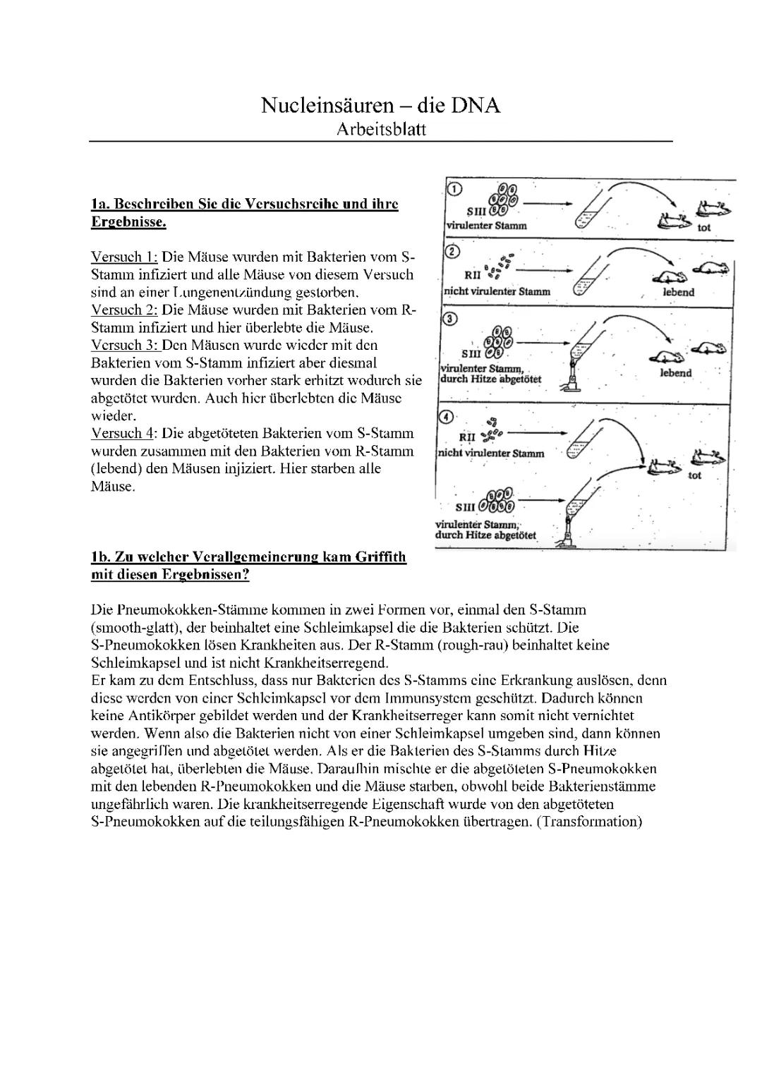 Versuch von Griffith und Avery einfach erklärt - Aufbau der DNA und mehr