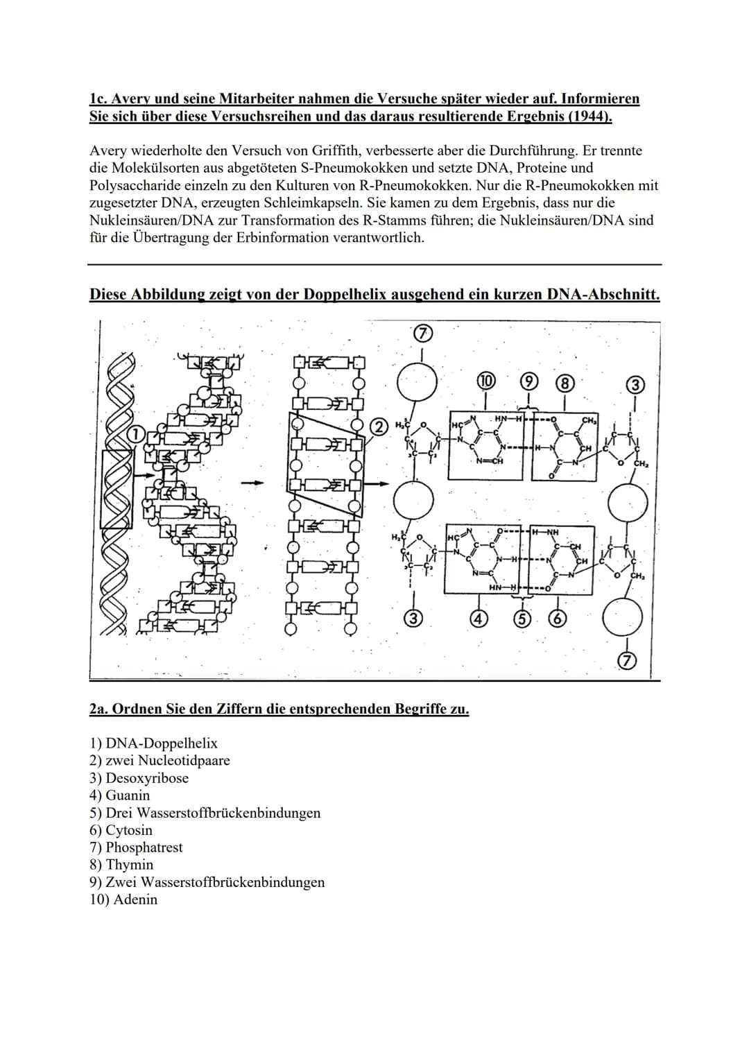 Nucleinsäuren - die DNA
Arbeitsblatt
1a. Beschreiben Sie die Versuchsreihe und ihre
Ergebnisse.
Versuch 1: Die Mäuse wurden mit Bakterien vo