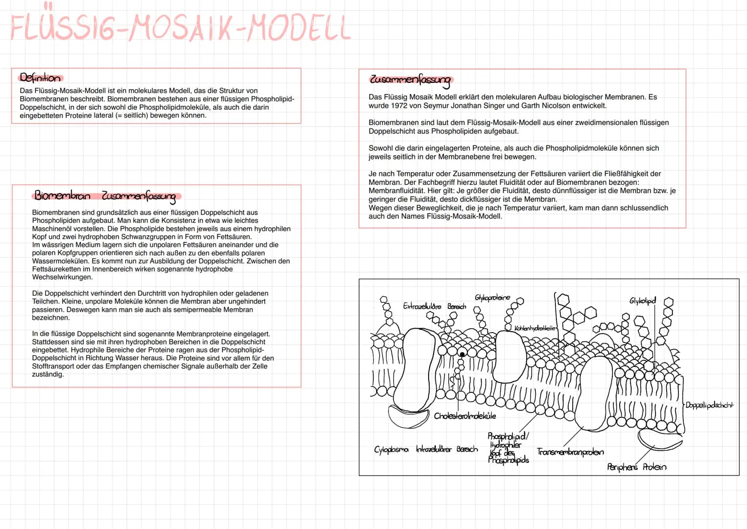 FLÜSSIG-MOSAIK-MODELL
Definition
Das Flüssig-Mosaik-Modell ist ein molekulares Modell, das die Struktur von
Biomembranen beschreibt. Biomemb