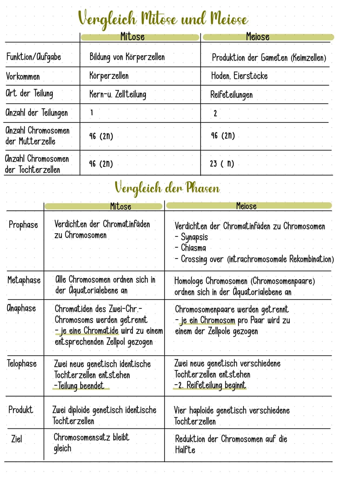 Die Erbinformation
Wo und wie liegt sie vor?
bei eukaryotischen Zellen, wie z.B in menschlichen Körperzellen im Zellkern
→ als langer Nuclei