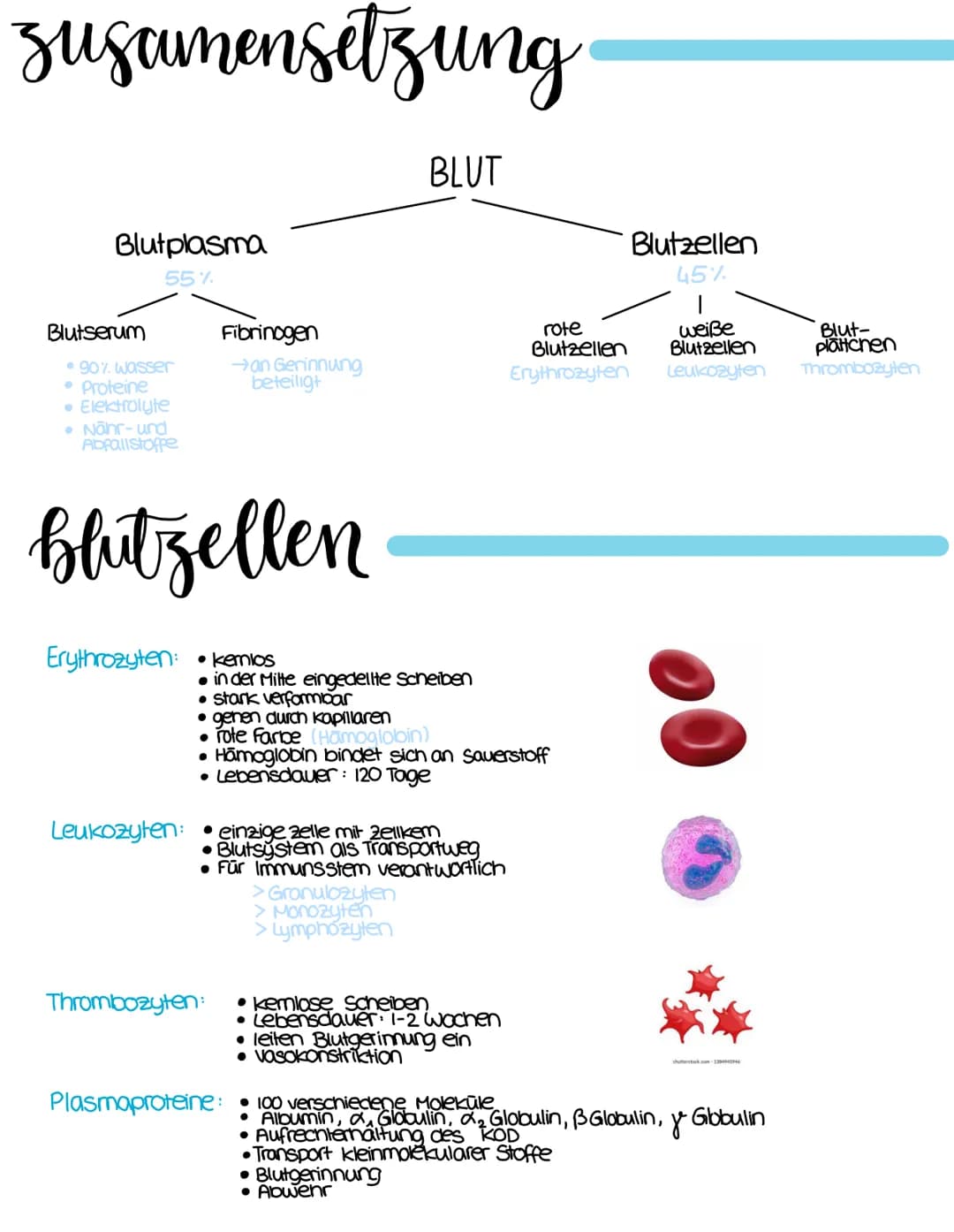 susamensetzung
Blutplasma
55%
Blutserum
• 90% Wasser
• Proteine
• Elektrolyte
• Nahr-und
Abfallstoffe
blutzellen
Erythrozyten:
Fibrinogen
→a
