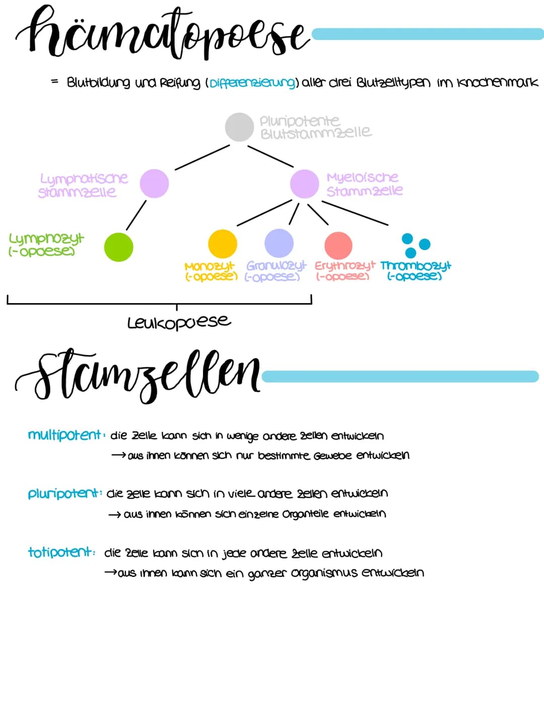 susamensetzung
Blutplasma
55%
Blutserum
• 90% Wasser
• Proteine
• Elektrolyte
• Nahr-und
Abfallstoffe
blutzellen
Erythrozyten:
Fibrinogen
→a