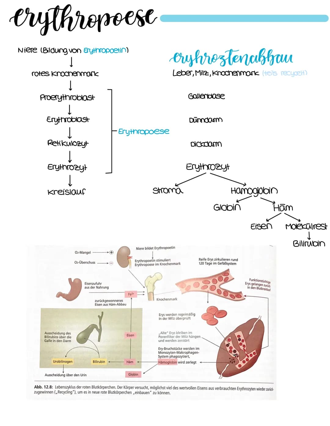 susamensetzung
Blutplasma
55%
Blutserum
• 90% Wasser
• Proteine
• Elektrolyte
• Nahr-und
Abfallstoffe
blutzellen
Erythrozyten:
Fibrinogen
→a