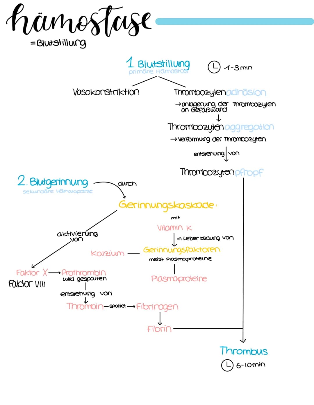 susamensetzung
Blutplasma
55%
Blutserum
• 90% Wasser
• Proteine
• Elektrolyte
• Nahr-und
Abfallstoffe
blutzellen
Erythrozyten:
Fibrinogen
→a