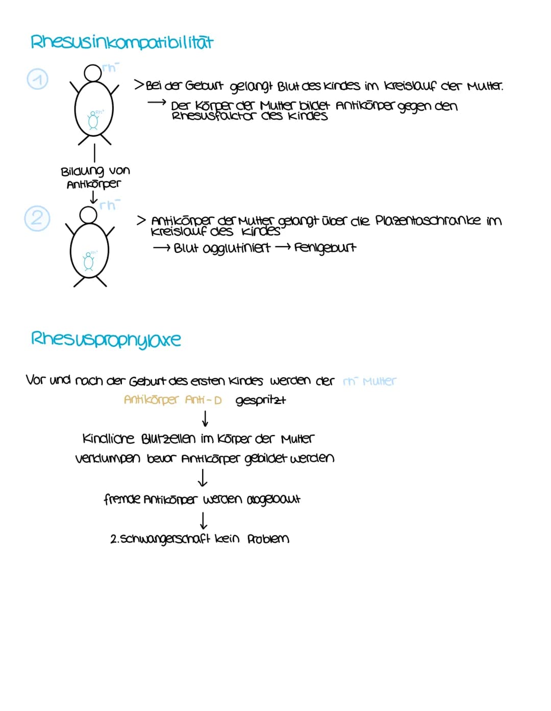 susamensetzung
Blutplasma
55%
Blutserum
• 90% Wasser
• Proteine
• Elektrolyte
• Nahr-und
Abfallstoffe
blutzellen
Erythrozyten:
Fibrinogen
→a