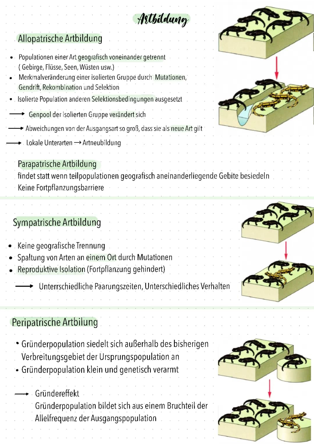 Artbildung Evolution 