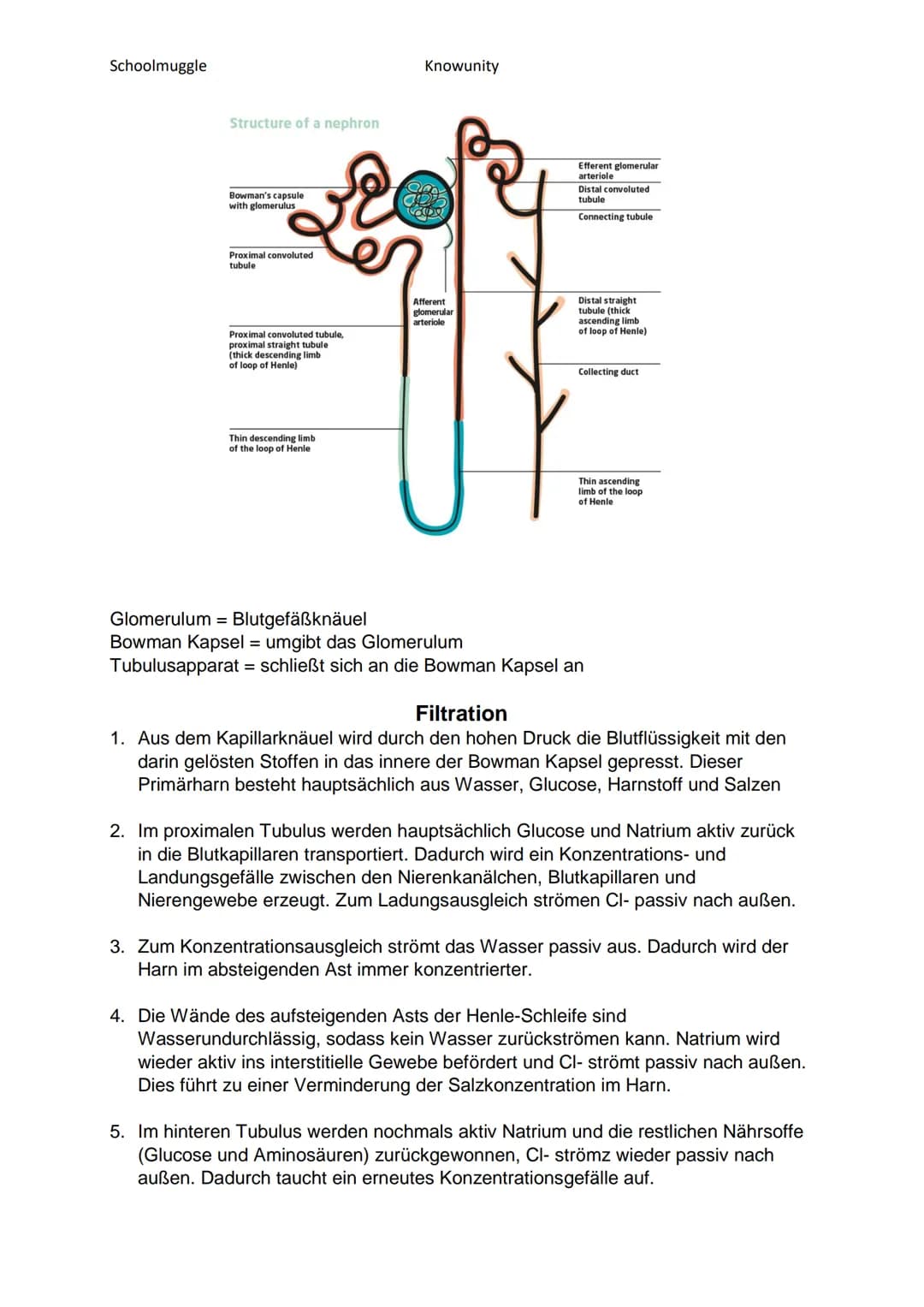 Schoolmuggle
●
Das Harnsystem - Die Niere
Nierenkapsel
Nierenrinde
Markpyramide
Sammelrohr
von der Aorta
A renalis
V. renalis
zur V. cava in