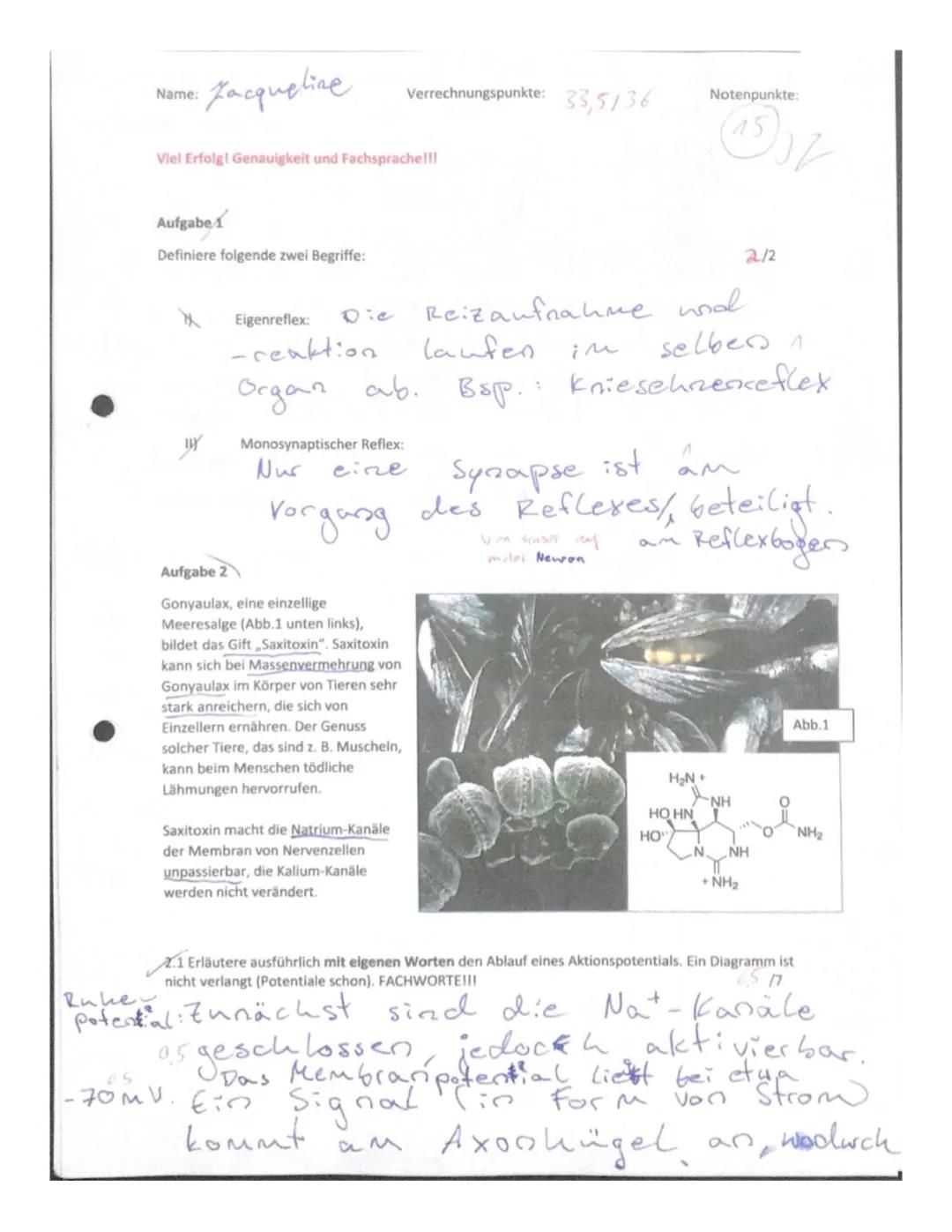 Einfach erklärt: Aktionspotential und Ruhepotential - Was passiert in den Nervenzellen?