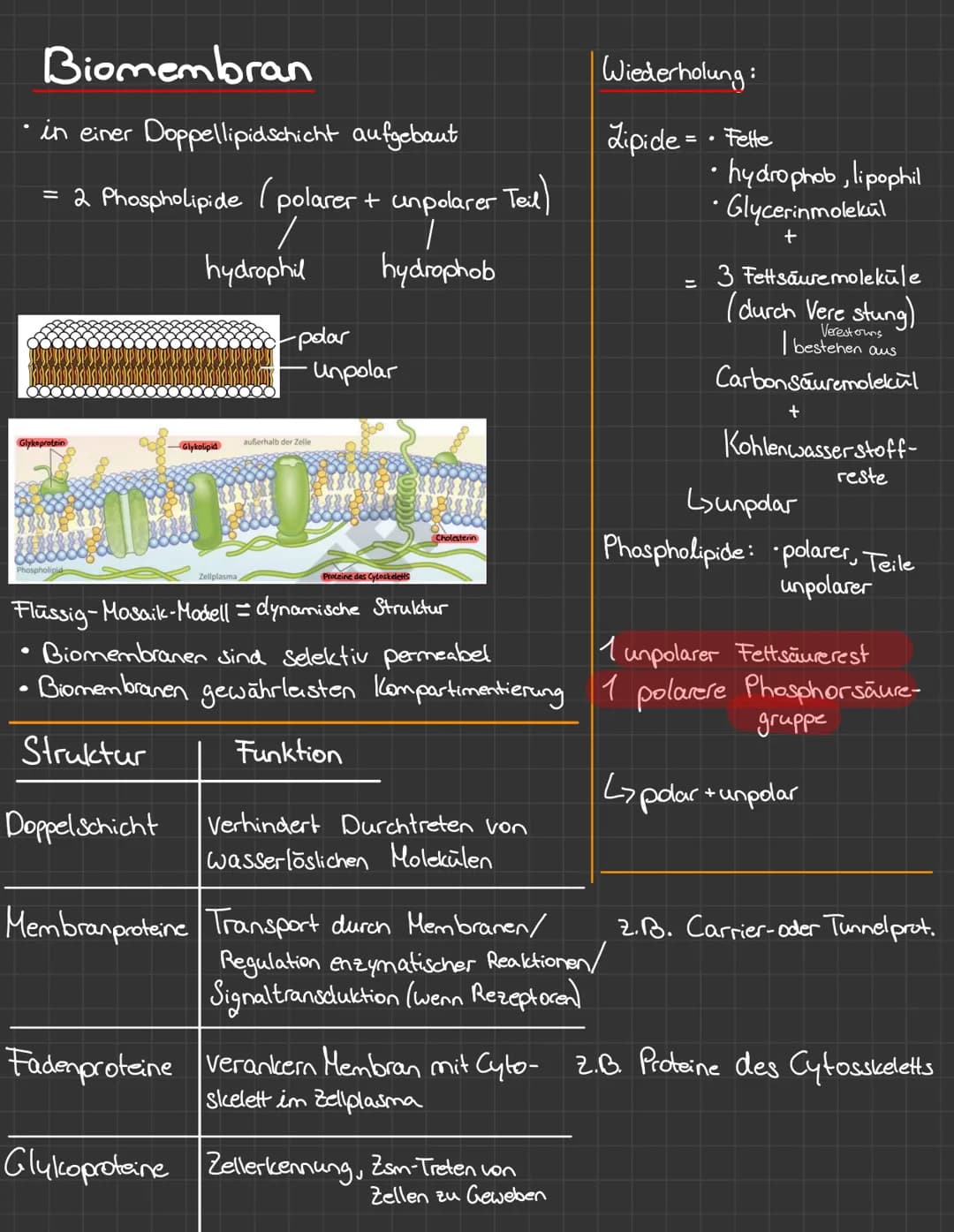 Biomembran
• in einer Doppellipidschicht aufgebaut
= 2 Phospholipide (polarer + unpolarer Teil)
T
hydrophob
Glykoprotein
Phospholipid
●
hydr