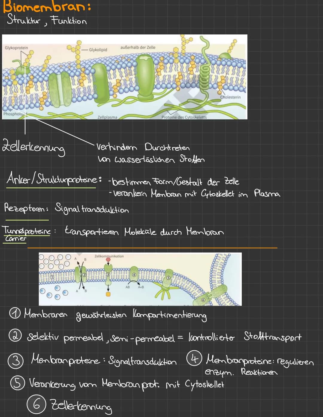 Biomembran
• in einer Doppellipidschicht aufgebaut
= 2 Phospholipide (polarer + unpolarer Teil)
T
hydrophob
Glykoprotein
Phospholipid
●
hydr