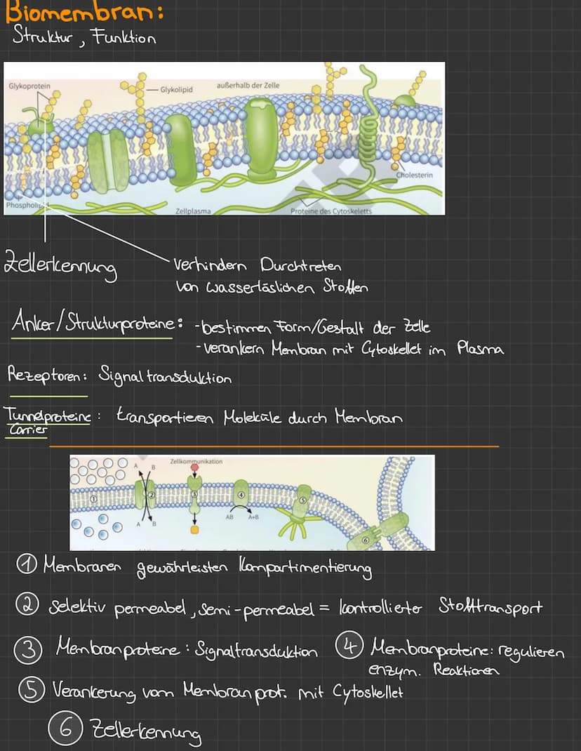 Biomembran
• in einer Doppellipidschicht aufgebaut
= 2 Phospholipide (polarer + unpolarer Teil)
T
hydrophob
Glykoprotein
Phospholipid
●
hydr
