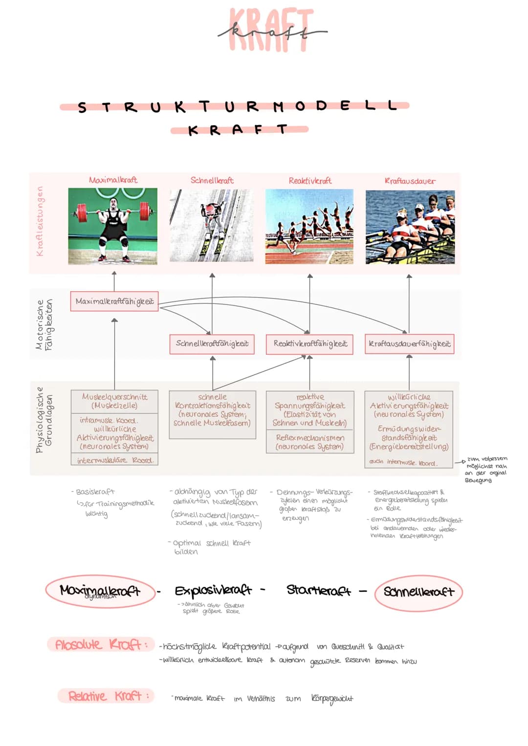 Kraftleistungen
Motorische
Fähigkeiten
Physiologische
Grundlagen
STRUKTUR MODE
Maximalkraft
Maximalkraftfähigkeit
Muskelquerschnitt
(Muskelz